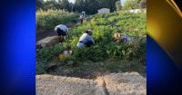 Members of local Vietnam Veterans of America chapter harvest tomatoes from the Richard Brown Veterans Community Garden