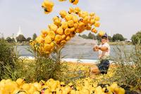 30,000 rubber ducks hit the Snake River — but none went over the Falls at 35th annual duck race
