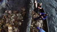 Thousand-year-old guga hunt tradition under threat on remote Scots island