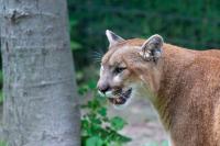California study finds mountain lions cut deer-vehicle crashes by 67%