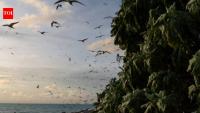 Palau removed invasive rats; a year later, fish biomass rose 183% and leaf nitrogen jumped 80%