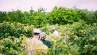 Rummana Season opens in  Jabal Akhdar, offers sustainable farm tourism experience