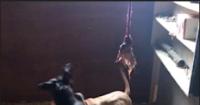 Somerset named among the worst places in England for dog fighting