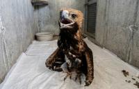 Back Where They Belong: Mangystau Helps Wild Birds Take Flight Again