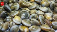Scientists bred 39 surviving clams in Florida’s Indian River Lagoon; they have since outplanted 65 million
