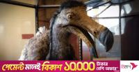 Scientists uncover dodo bird’s hidden sensory abilities