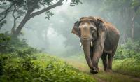 Farmer trampled to death by elephant in Sathyamangalam forest