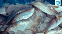 Hilsa spotted in Ganga near Ghazipur in UP, decades after barrage cut off migration route