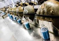 The Blue Blood That Saved Millions Is Putting an Ancient Species at Risk