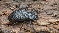 Amazonian race bugging scientists
