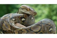 Why keeping pythons as pets could land Tanzanians in jail