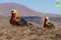 Bearded Vultures fitted with satellite trackers at Molumong ahead of Polihali flooding
