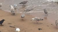 Birds eating nurdles could be devastating - charity