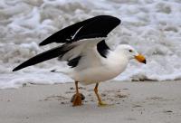 Bird flu detected in the Murray-Darling Basin is worrying Australian experts