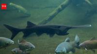 Biologists tagged an 87-pound paddlefish in 2007; 18 years later, the fish weighed 98 pounds