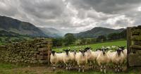 Bluetongue cases rise as Scotland remains free from disease