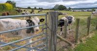 UK farm holidays booming as more people want to 'get back to basics'