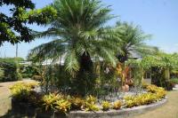 Garden Therapy (Part 2)