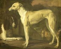 Why you shouldn’t shrug at New Zealand’s greyhound racing ban