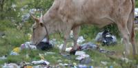 Plastic waste is harming livestock in South Africa: smallholder farmers using communal land set out the support they need