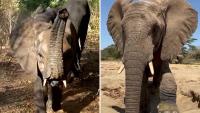 In Kenya, 3 orphaned elephants took on lookout duty as they prepare for life in the wild