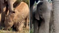 After a septic tank rescue in Kenya, orphan elephant Zuri gains 2 watchful caretakers