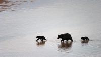 New Mexico resident says mother bear she watched with cubs for months was shot in a neighbor's yard