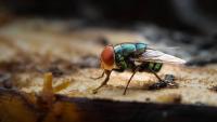 Keep flies away from homes this summer with simple 2-minute kitchen task