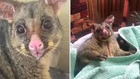 Australia homeowner finds a mother possum and joey tucked into the cat bed