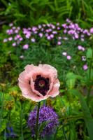 A New Palette for Creativity: Explore the gardens of Laura Bogardus and Thomas Sorensen