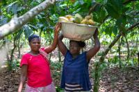 Exclusive: Touton’s cocoa and forests report delivers sustainability gains