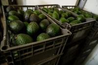 Why Mexican avocado exports to the U.S. have once again been stopped