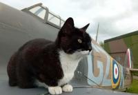 ‘Everyone loved her’: Sadness as Battle of Britain moggie dies