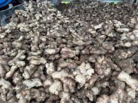 Attractive ginger prices encourage farmers in Ilam