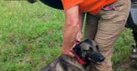 When the collar goes on: Search dogs train on a Hodges farm to bring families answers