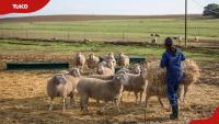 Sheep farming in Kenya: How to start and succeed as a beginner
