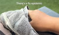 Why your house is a magnet for flies: Horrified Brits say their homes are crawling with insects - here's what's behind the invasion