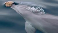 Dolphins that hunt with sponges may show traces of culture in their gene activity, study finds
