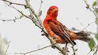 Kenyan birders document first Red Weaver sighting since 2014