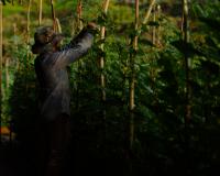 Farmer grants and loans shifted to Islamic finance
