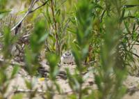 From piping plovers to dragonflies, federal changes could threaten endangered Midwest wildlife