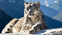 Ladakh set to launch India’s first high-altitude wildlife safari with snow leopards as star attraction