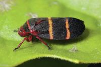 U.S. House bill offers more funds for Hawaii invasive species ‘strike teams’