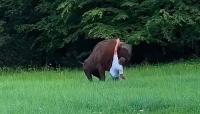Bison attacks tourist in Poland after he gets 'too close': Watch video