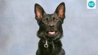 ‘Tears and prayers’: Community comes together to save ‘faithful’ Polk County K9 Ace who was shot by suspect