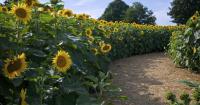This local entrepreneur turned her family’s Ontario farm into Canada’s first sunflower-shaped trail