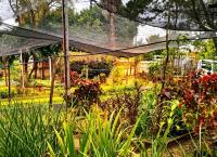 Asunción’s Historic Municipal Plant Nursery Marks 110 Years With Renovation