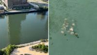 Rays spotted in New York's Newtown Creek offer hopeful sign for troubled waterway