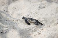 InterContinental Maldives Maamunagau Resort records first green sea turtle hatchlings of the season