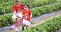 Agriculture in NWLA: DeSoto strawberry orchard pulling in tourists with new approach